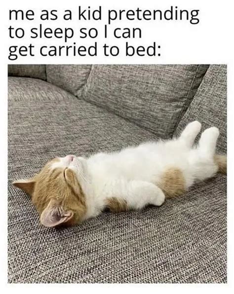 cat sleep meme